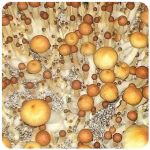 Псилоцибиновые (галлюциногенные)  грибы Psilocybin "Golden Teacher" в Верхоянске