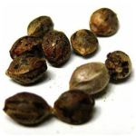 Семена марихуаны АК-47  (Seeds AK-47) в Верхоянске